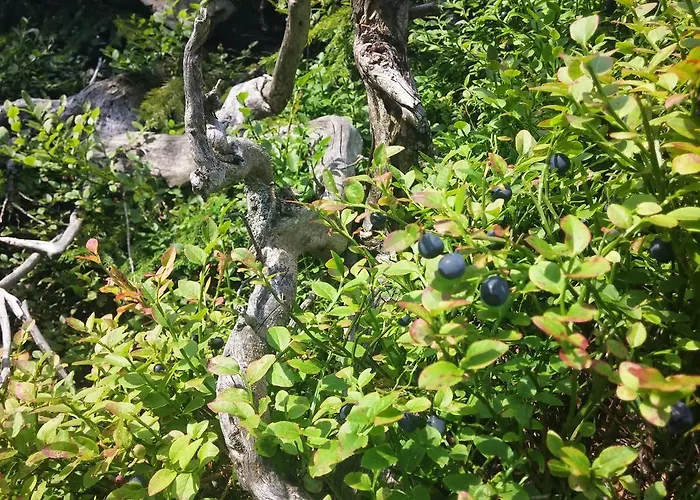 Pod Koberstejnem Rejvíz