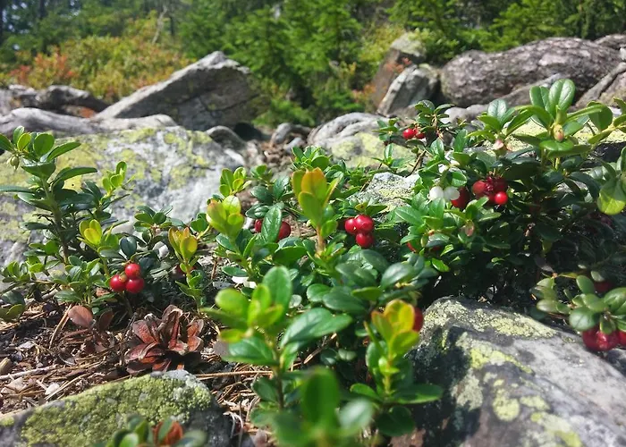 Appartement Pod Koberstejnem